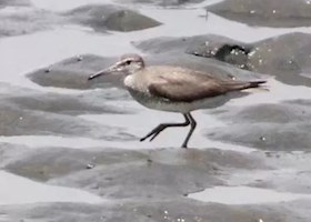 日本观鸟报告/2017年